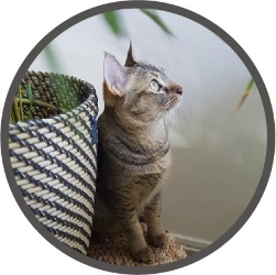 Rotating Image